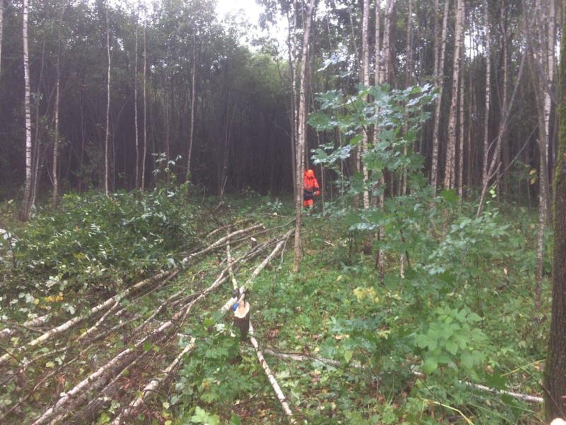 Расчистка леса Демонтаж Калуга